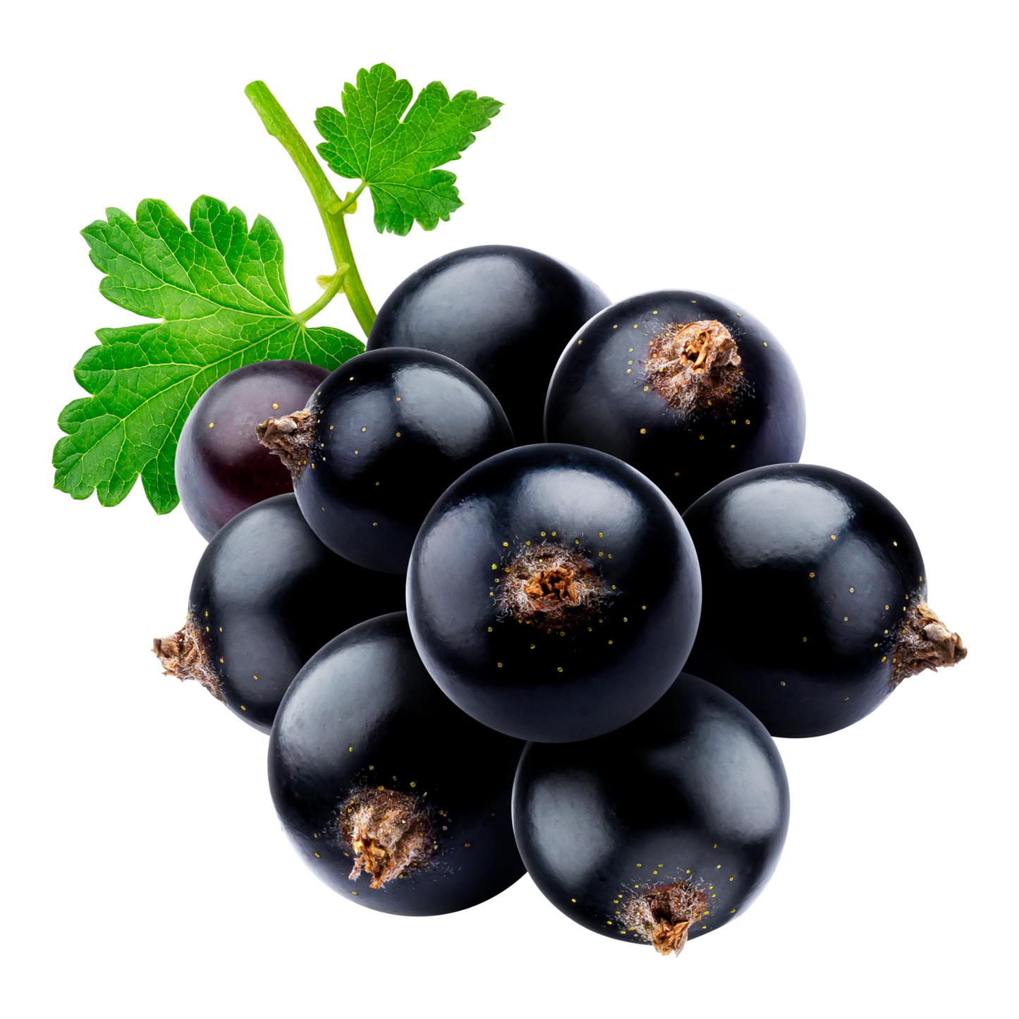 Black Currant Merlot